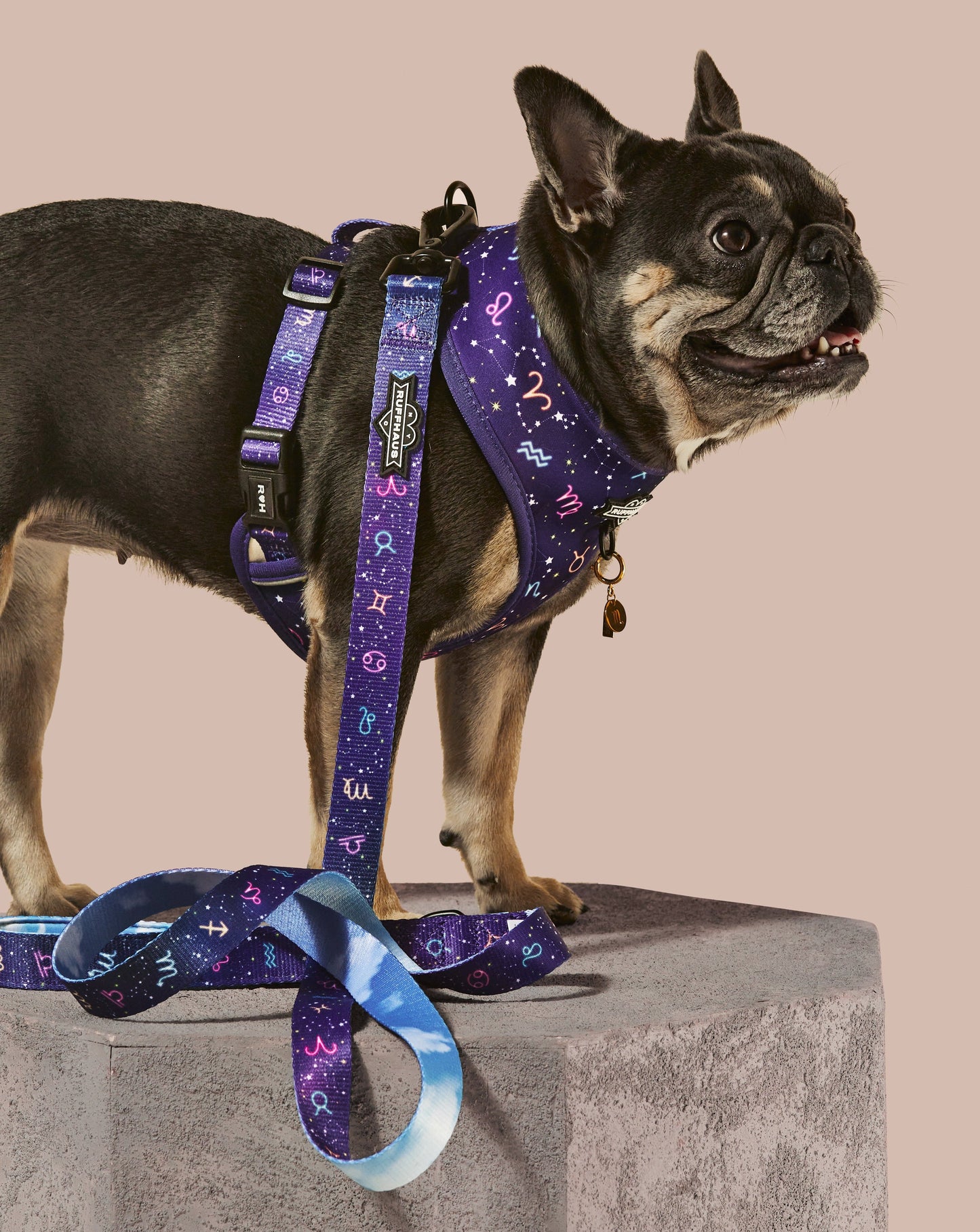 Zodiac Drip Reversible Dog Harness - Soft Neoprene, Adjustable, 2 Fun Patterns, Reflective Safety