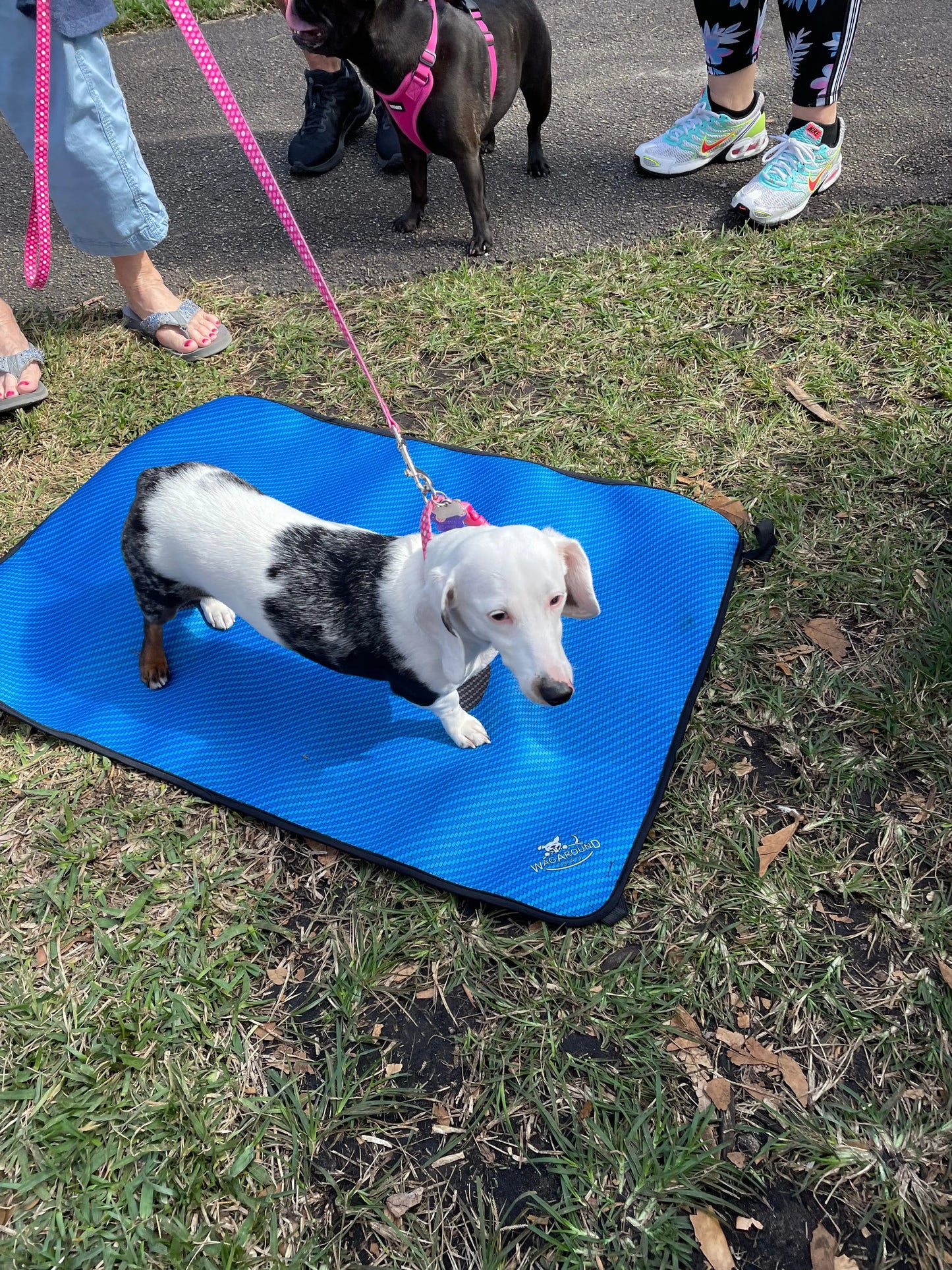 Dog Travel Mat- Blue Carbon Bone