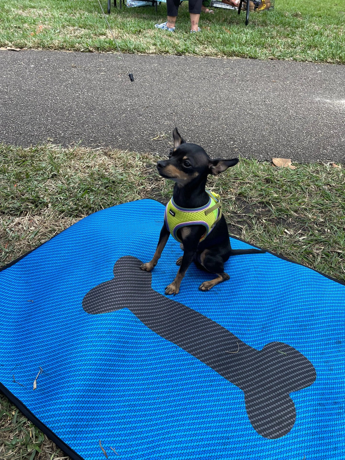 Dog Travel Mat- Blue Carbon Bone