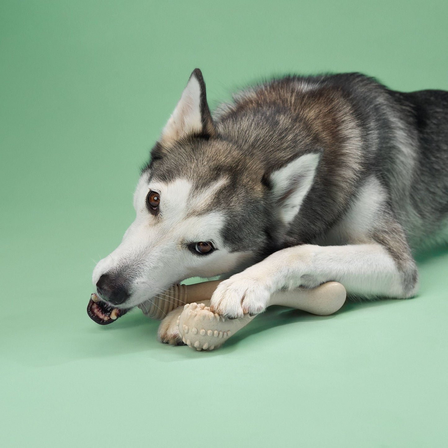 BetterBone MEDIUM Durability CHEW TOY: Perfect Chew for Everyday Chewers | Natural, Eco-Friendly, Non-Toxic