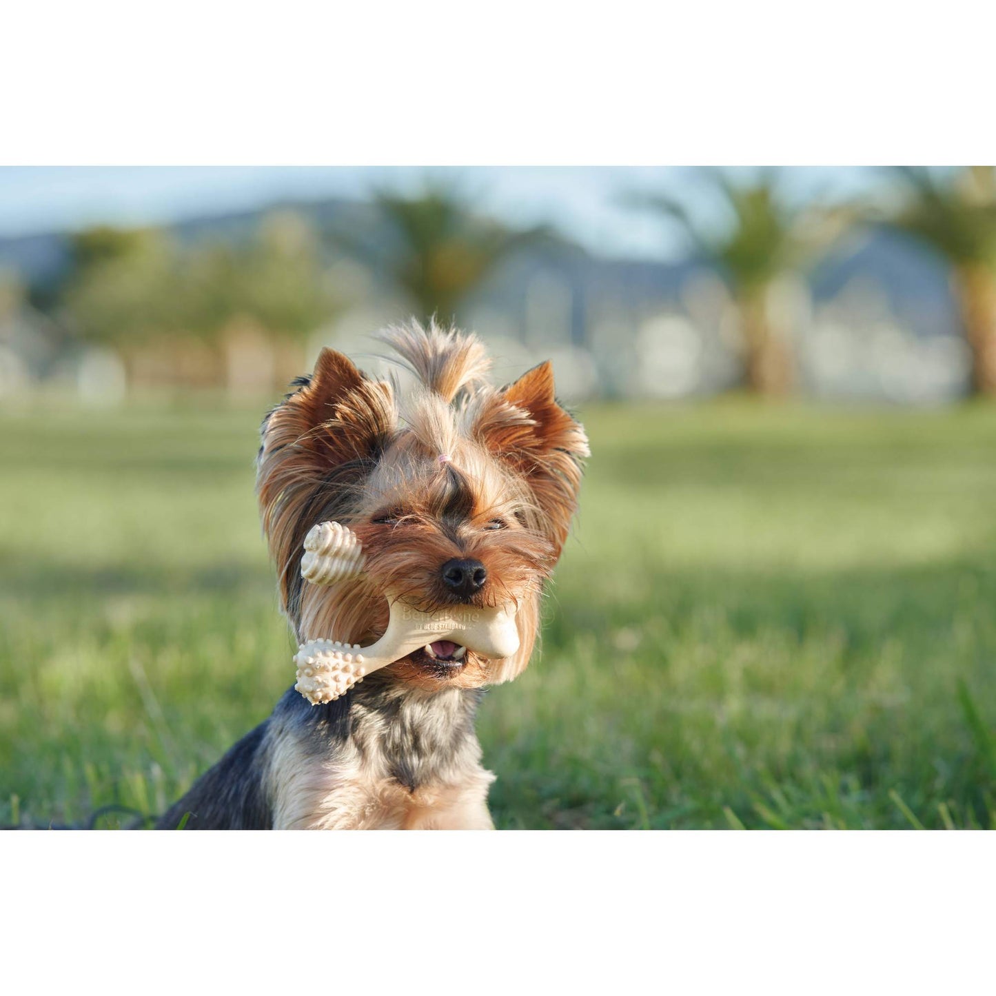 BetterBone HARD CHEW TOY: The natural, eco-friendly, and ultra-durable chew for the toughest chewers!