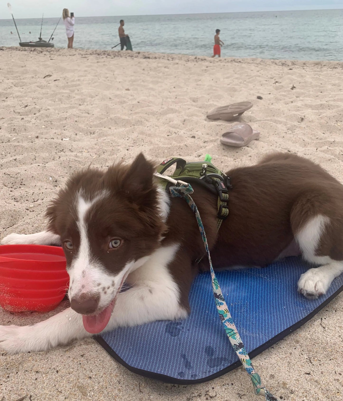 Dog Travel Mat- Blue Carbon Bone