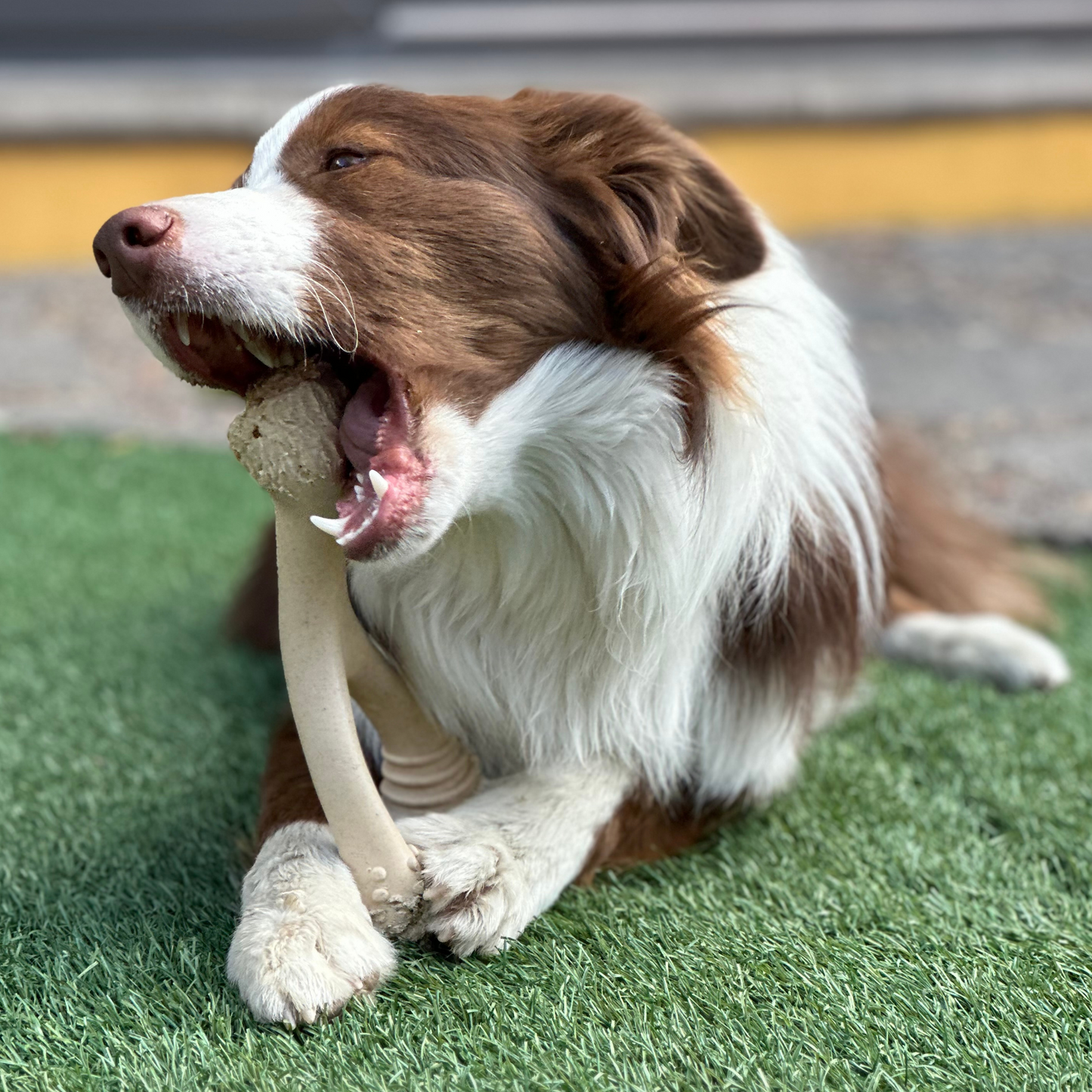 BetterBone SOFT Durability CHEW TOY: Perfect Natural Chew for Teething Puppies, Senior Dogs & Gentle Chewers | Natural, Eco-Friendly, Non-Toxic